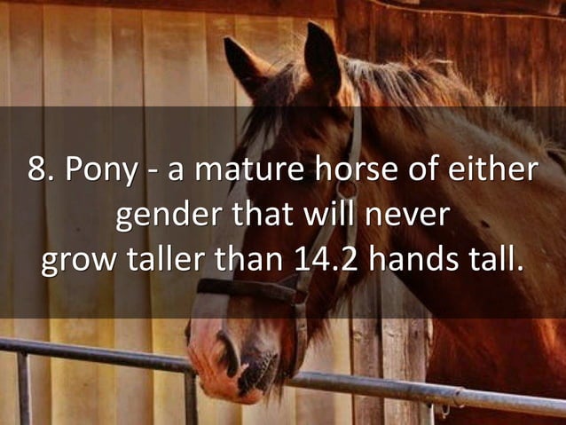 Common Horse Terms | PPTX