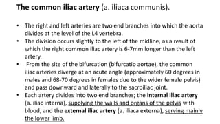 The common iliac artery (a. iliaca communis).
• The right and left arteries are two end branches into which the aorta
divides at the level of the L4 vertebra.
• The division occurs slightly to the left of the midline, as a result of
which the right common iliac artery is 6-7mm longer than the left
artery.
• From the site of the bifurcation (bifurcatio aortae), the common
iliac arteries diverge at an acute angle (approximately 60 degrees in
males and 68-70 degrees in females due to the wider female pelvis)
and pass downward and laterally to the sacroiliac joint.
• Each artery divides into two end branches; the internal iliac artery
(a. iliac interna), supplying the walls and organs of the pelvis with
blood, and the external iliac artery (a. iliaca externa), serving mainly
the lower limb.
 