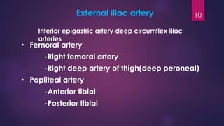 10External iliac artery
• Femoral artery
-Right femoral artery
-Right deep artery of thigh(deep peroneal)
• Popliteal artery
-Anterior tibial
-Posterior tibial
Inferior epigastric artery deep circumflex iliac
arteries
 