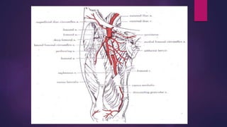 Common illiac artery