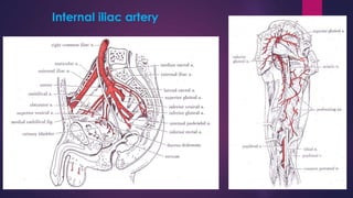 8
Internal iliac artery
 