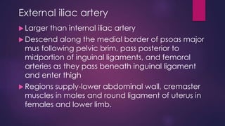 External iliac artery
 Larger than internal iliac artery
 Descend along the medial border of psoas major
mus following pelvic brim, pass posterior to
midportion of inguinal ligaments, and femoral
arteries as they pass beneath inguinal ligament
and enter thigh
 Regions supply-lower abdominal wall, cremaster
muscles in males and round ligament of uterus in
females and lower limb.
 