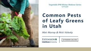 Mair Murray & Nick Volesky
Common Pests
of Leafy Greens
in Utah
Snuck Farm (Utah County)
Vegetable IPM Winter Webinar Series
1/11/21
 