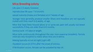 Mice Breeding colony
Life span 2.5 years; however,
reproductive life span 7-8 months.
sexual maturity (males and females) at 4-7 weeks of age.
Younger mice generally produce smaller litters and therefore are not typically
mated until they reach 6-8 weeks, of age.
Mice that have been housed alone or in same-sex pairs will usually not breed
successfully if they are older than 6-8 months.
Estrous cycle 4-5 days in length.
Mice cycle continuously throughout the year (non-seasonal breeders). Female
mice are only receptive to males when they are in estrus.
Mating typically occurs at night (Light off)
Ovulation occurs 8-10 hrs after the onset of estrous.
If fertilization occurs, fetuses can be palpated by day 14.
 