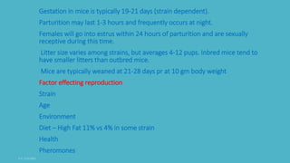 Gestation in mice is typically 19-21 days (strain dependent).
Parturition may last 1-3 hours and frequently occurs at night.
Females will go into estrus within 24 hours of parturition and are sexually
receptive during this time.
Litter size varies among strains, but averages 4-12 pups. Inbred mice tend to
have smaller litters than outbred mice.
Mice are typically weaned at 21-28 days pr at 10 gm body weight
Factor effecting reproduction
Strain
Age
Environment
Diet – High Fat 11% vs 4% in some strain
Health
Pheromones
 