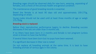Breeding cages should be observed daily for new born, weaning, separating of
females, and a check of the animals health and general condition.
The maintenance of good breeding records is essential.
Breed the female is at least 90 days old and approximately 200-275g,
depending on strain.
Young males should not be used until at least three months of age or weigh
275-350g.
Breeding stock is replaced
Before their reproductive performance begins to decline. Breeding success
decreases if the rats are older than 9 months old.
If no litters have been born in 2 months and female is not pregnant (unless
strain is known to have low fertility)
If several litters have been born but no pups have been weaned.
If a significant decrease in litter size is noted
Do not replace all breeding animals at the same time. It is best to have
breeding animals of various ages in the colony.
 