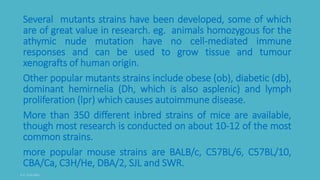 Several mutants strains have been developed, some of which
are of great value in research. eg. animals homozygous for the
athymic nude mutation have no cell-mediated immune
responses and can be used to grow tissue and tumour
xenografts of human origin.
Other popular mutants strains include obese (ob), diabetic (db),
dominant hemirnelia (Dh, which is also asplenic) and lymph
proliferation (lpr) which causes autoimmune disease.
More than 350 different inbred strains of mice are available,
though most research is conducted on about 10-12 of the most
common strains.
more popular mouse strains are BALB/c, C57BL/6, C57BL/10,
CBA/Ca, C3H/He, DBA/2, SJL and SWR.
 