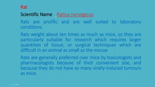 Rat
Scientific Name Rattus norvegicus
Rats are prolific and are well suited to laboratory
conditions.
Rats weight about ten times as much as mice, so they are
particularly suitable for research which requires larger
quantities of tissue, or surgical techniques which are
difficult in an animal as small as the mouse
Rate are generally preferred over mice by toxicologists and
pharmacologists because of their convenient size, and
because they do not have so many virally-induced tumours
as mice.
 