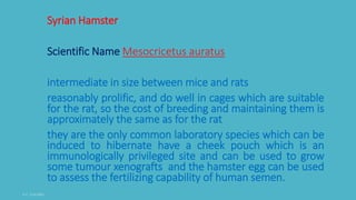 Syrian Hamster
Scientific Name Mesocricetus auratus
intermediate in size between mice and rats
reasonably prolific, and do well in cages which are suitable
for the rat, so the cost of breeding and maintaining them is
approximately the same as for the rat
they are the only common laboratory species which can be
induced to hibernate have a cheek pouch which is an
immunologically privileged site and can be used to grow
some tumour xenografts and the hamster egg can be used
to assess the fertilizing capability of human semen.
 