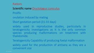 Rabbits
Scientific name Oryctolagus cuniculus
Prolific
ovulation induced by mating
Short gestation period (31-33 days)
widely used in reproductive studies, particularly in
teratogenicity investigations as it is the only common
species producing malformations on treatment with
thalidomide.
Teratogenicity Capability of producing foetal malformation
widely used for the production of antisera as they are a
convenient size
 