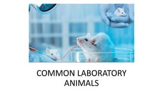 COMMON LABORATORY
ANIMALS
 