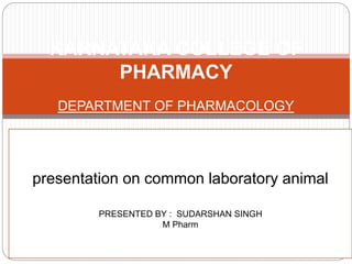 KARNATAKA COLLEGE OF
PHARMACY
DEPARTMENT OF PHARMACOLOGY
PHARMACOLOGICAL AND TOXICOLOGICAL SCREENING
METHOD
prese
PRESENpreTATION ON
COMMON LABORATORY ANIMAL
presentation on common laboratory animal
PRESENTED BY : SUDARSHAN SINGH
M Pharm
 