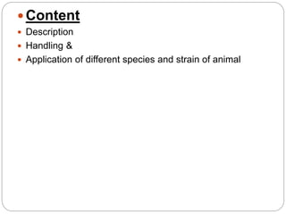 Common laboratory animals | PPTX
