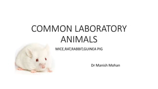 COMMON LABORATORY
ANIMALS
MICE,RAT,RABBIT,GUINEA PIG
Dr Manish Mohan
 