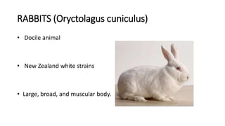 Common laboratory animals | PPTX