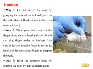 Safe Handling Lab Rats Common laboratory animals | PPTX