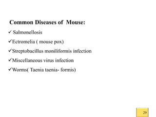 Common laboratory animals | PPTX