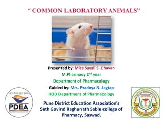 “ COMMON LABORATORY ANIMALS”
Presented by: Miss Sayali S. Chavan
M.Pharmacy 2nd year
Department of Pharmacology
Guided by: Mrs. Pradnya N. Jagtap
HOD Department of Pharmacology
Pune District Education Association’s
Seth Govind Raghunath Sable college of
Pharmacy, Saswad. 1
 
