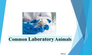 Common Laboratory Animals
-Bhumi
 