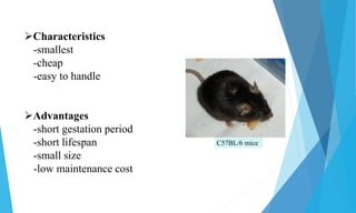 Common laboratory animals | PDF