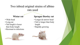 Two inbred original strains of albino
rats used
Wistar rat
• Wide head
• Long ear
• Tail length is lesser
than body length
• Resistant to infections
Sprague Dawley rat
• Longer & narrow head
• Tail is longer than body
length
• Rapidly growing
 