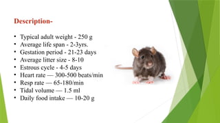 Description-
• Typical adult weight - 250 g
• Average life span - 2-3yrs.
• Gestation period - 21-23 days
• Average litter size - 8-10
• Estrous cycle - 4-5 days
• Heart rate — 300-500 beats/min
• Resp rate — 65-180/min
• Tidal volume — 1.5 ml
• Daily food intake — 10-20 g
 