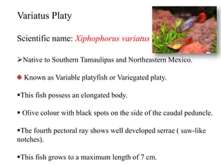 Red Body Variatus Common livebearers in aquarium | PPTX