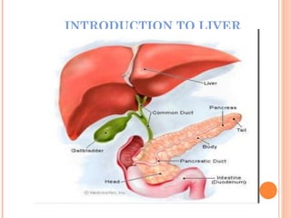 INTRODUCTION TO LIVER
 