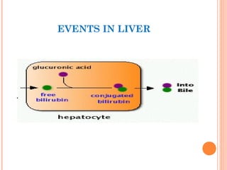 EVENTS IN LIVER
 
