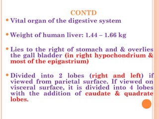 CONTD
Vital organ of the digestive system
Weight of human liver: 1.44 – 1.66 kg
Lies to the right of stomach and & overlies
the gall bladder (in right hypochondrium &
most of the epigastrium)
Divided into 2 lobes (right and left) if
viewed from parietal surface. If viewed on
visceral surface, it is divided into 4 lobes
with the addition of caudate & quadrate
lobes.
 