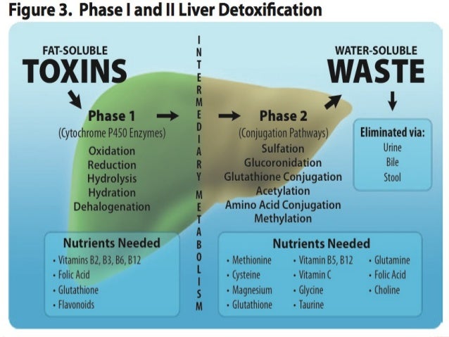 function of liver A brief summary of the role of the liver in the body (part of the understanding the liver lesson for patients, from the va national hepatitis c website. function of liver A brief summary of the role of the liver in the body (part of the understanding the liver lesson for patients, from the va national hepatitis c website.