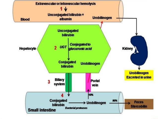 Commonly done liver function tests