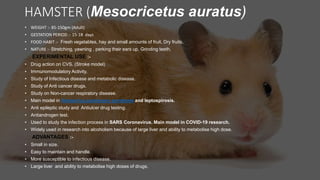 HAMSTER (Mesocricetus auratus)
• WEIGHT :- 85-150gm (Adult)
• GESTATION PERIOD :- 15-18 days
• FOOD HABIT :- Fresh vegetables, hay and small amounts of fruit, Dry fruits.
• NATURE :- Stretching, yawning , perking their ears up, Grinding teeth.
EXPERIMENTAL USE :-
• Drug action on CVS. (Stroke model)
• Immunomodulatory Activity.
• Study of Infectious disease and metabolic disease.
• Study of Anti cancer drugs.
• Study on Non-cancer respiratory disease.
• Main model in Hantavirus pulmonary syndrome and leptospirosis.
• Anti epileptic study and Antiulcer drug testing.
• Antiandrogen test.
• Used to study the infection process in SARS Coronavirus. Main model in COVID-19 research.
• Widely used in research into alcoholism because of large liver and ability to metabolise high dose.
ADVANTAGES :-
• Small in size.
• Easy to maintain and handle.
• More susceptible to infectious disease.
• Large liver and ability to metabolise high doses of drugs.
 