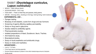 RABBIT (Oryctolagus cuniculus,
Lupus cuniculus)
• WEIGHT :- 1000-1200 gm (Adult)
• GESTATION PERIOD :- 28-35 days
• FOOD HABIT :- Fresh or dried Hay and grasses, leafy greens.
• NATURE :- Chinning, Binky , Standing on hind legs, Tooth grinding, Tooth chattering.
EXPERIMENTAL USE :-
• Pyrogen testing.
• Bioassay of anti-diabetic, curare form drugs and sex hormones.
• Screening of agents affecting capillary permeability.
• Study on drug used in glaucoma.
• Studies related to antifertility agents.
• Pharmacokinetics studies.
• Isolated preparations of Heart, Duodenum, Ileum, Trachea.
• Anti histaminic study.
• Bioanalytical studies.
• Study on local anasthetics and antidiuretic drugs.
• Study on miotic and mydriatics.
ADVANTAGES :-
• Live for 7-10 Years.
• It has huge caecum and long appendix.
• Enzyme atropine esterase is present in liver which tolerate large amount of atropine.
• Docile animal.
 