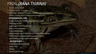 FROG (RANA TIGRINA)
• WEIGHT :- 22.7 gm (Adult)
• GESTATION PERIOD :- 3-25 days
• FOOD HABIT :- spiders, grasshoppers, butterflies, snail, slugs and worms.
• NATURE :- Jumping abilities, Croaking sounds and Bulging eyes.
EXPERIMENTAL USE :-
• Isolated preparations of Heart, rectus abdominus muscle.
• Drug acting on CNS.
• Drug acting on neuromuscular junction.
• Study on local anasthetics.
• Study of acetylcholine.
• Study of starling’s law of heart, Autonomic control of heart function.
• Used in monitoring development and progress of cancer.
• Study of effects of various chemicals on organs.
ADVANTAGES :-
• Amphibian animal safe to handle.
• Small in size.
• Cheaper.
• Easier to see the organ.
This Photo by Unknown Author is licensed under CC BY-SA-NC
 