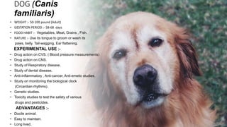 DOG (Canis
familiaris)
• WEIGHT :- 50-100 pound (Adult)
• GESTATION PERIOD :- 58-68 days
• FOOD HABIT :- Vegetables, Meat, Grains , Fish.
• NATURE :- Use its tongue to groom or wash its
paws, belly. Tail-wagging, Ear flattening.
EXPERIMENTAL USE :-
• Drug action on CVS. ( Blood pressure measurements)
• Drug action on CNS.
• Study of Respiratory disease.
• Study of dental disease.
• Anti-inflammatory , Anti-cancer, Anti-emetic studies.
• Study on monitoring the biological clock
(Circardian rhythms).
• Genetic studies.
• Toxicity studies to test the safety of various
drugs and pesticides.
ADVANTAGES :-
• Docile animal.
• Easy to maintain.
• Long lived.
 