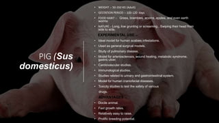 PIG (Sus
domesticus)
• WEIGHT :- 50-350 KG (Adult)
• GESTATION PERIOD :- 100-120 days
• FOOD HABIT :- Grass, brambles, acorns, apples, and even earth
worms
• NATURE :- Long, low grunting or screaming , Swiping their head from
side to side.
EXPERIMENTAL USE :-
• Ideal model for human scabies infestations.
• Used as general surgical models.
• Study of pulmonary disease.
• Model for arteriosclerosis, wound healing, metabolic syndrome,
gastric ulcer.
• Cardiovascular studies.
• Immunological studies.
• Studies related to urinary and gastrointestinal system.
• Model for human craniofacial diseases.
• Toxicity studies to test the safety of various
drugs.
ADVANTAGES :-
• Docile animal.
• Fast growth rates.
• Relatively easy to raise.
• Prolific breeding potential.
 