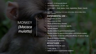 MONKEY
(Macaca
mulatta)
• WEIGHT :- 15-30 pounds (Adult)
• GESTATION PERIOD :- 71-345 days
• FOOD HABIT :- Nuts, seeds, fruits, vegetables, flower, insects
etc.
• NATURE :- Chattering, Arms out, Arms raise, Arms shake, Arms
wave, Beckon.
EXPERIMENTAL USE :-
• Drug action on CVS.
• Drug action on CNS.
• Study of Respiratory disease.
• Studies related to antifertility agents.
• Genetic studies.
• Studies related to gastrointestinal system.
• Studies related to reproductive system and immune system.
• Toxicity studies to test the safety and efficacy of various drugs.
• Study of infectious disease.
• Development of vaccines.
ADVANTAGES :-
• Relatively shorter life span.
• Faster aging.
• Ability to control experimental condition.
 