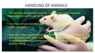 HANDLING OF ANIMALS
The handling of laboratory animals involves two most important
responsibilities on the part of the experiment.
• First the animal is handled with outmost care so that it does not
suffer any pain.
• Secondly, a due regard is paid towards the health and well being of
animal colony even when they are killed at the end of the experiment
it should be done by a human method i.e euthanasia, which means
painless killing.
 