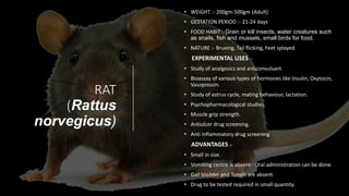 RAT
(Rattus
norvegicus)
• WEIGHT :- 200gm-500gm (Adult)
• GESTATION PERIOD :- 21-24 days
• FOOD HABIT :-Grain or kill insects, water creatures such
as snails, fish and mussels, small birds for food.
• NATURE :- Bruxing, Tail flicking, Feet splayed.
EXPERIMENTAL USES :-
• Study of analgesics and anticonvulsant.
• Bioassay of various types of hormones like Insulin, Oxytocin,
Vasopressin.
• Study of estrus cycle, mating behaviour, lactation.
• Psychopharmacological studies.
• Muscle grip strength.
• Antiulcer drug screening.
• Anti inflammatory drug screening.
ADVANTAGES :-
• Small in size.
• Vomiting centre is absent- Oral administration can be done.
• Gall bladder and Tonsils are absent.
• Drug to be tested required in small quantity.
 