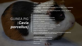 GUINEA PIG
(Cavia
porcellus)
• WEIGHT :- 700-1200 gm (Adult)
• GESTATION PERIOD :- 59-72 days
• FOOD HABIT :- Required exogenous Vit.C in diet. Fresh vegetables
and fresh fruit.
• NATURE :- Teeth chattering, Deep Purring sound , cooing , Rumbling
during mating.
EXPERIMENTAL USE :-
• Evaluation of bronchodilators.
• Anaphylactic and immunological studies.
• Study oh histamines and Anti-histamines.
• Bioassay of Digitalis.
• Evaluation of local anasthetics.
• Hearing experiments because of sensitive cochlea.
• Study of TB and Ascorbic acid metabolism
• Isolation of lleum, Trachea and Heart.
• Study of Infectious disease.
• Study of juvenile diabetes and, because of the frequency of pregnancy
toxemia, of pre-eclampsia in human females.
ADVANTAGES :-
• Sensitive to histamine and penicillin.
• Susceptible to TB and anaphylaxis.
• Very long lived.
• Easy to care.
 