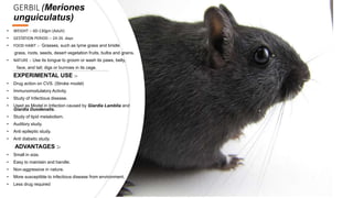 GERBIL (Meriones
unguiculatus)
• WEIGHT :- 60-130gm (Adult)
• GESTATION PERIOD :- 24-26 days
• FOOD HABIT :- Grasses, such as lyme grass and bristle
grass, roots, seeds, desert vegetation fruits, bulbs and grains.
• NATURE :- Use its tongue to groom or wash its paws, belly,
face, and tail; digs or burrows in its cage.
EXPERIMENTAL USE :-
• Drug action on CVS. (Stroke model)
• Immunomodulatory Activity.
• Study of Infectious disease.
• Used as Model in Infection caused by Giardia Lamblia and
Giardia Duodenalis.
• Study of lipid metabolism.
• Auditory study.
• Anti epileptic study.
• Anti diabetic study.
ADVANTAGES :-
• Small in size.
• Easy to maintain and handle.
• Non-aggressive in nature.
• More susceptible to infectious disease from environment.
• Less drug required
 