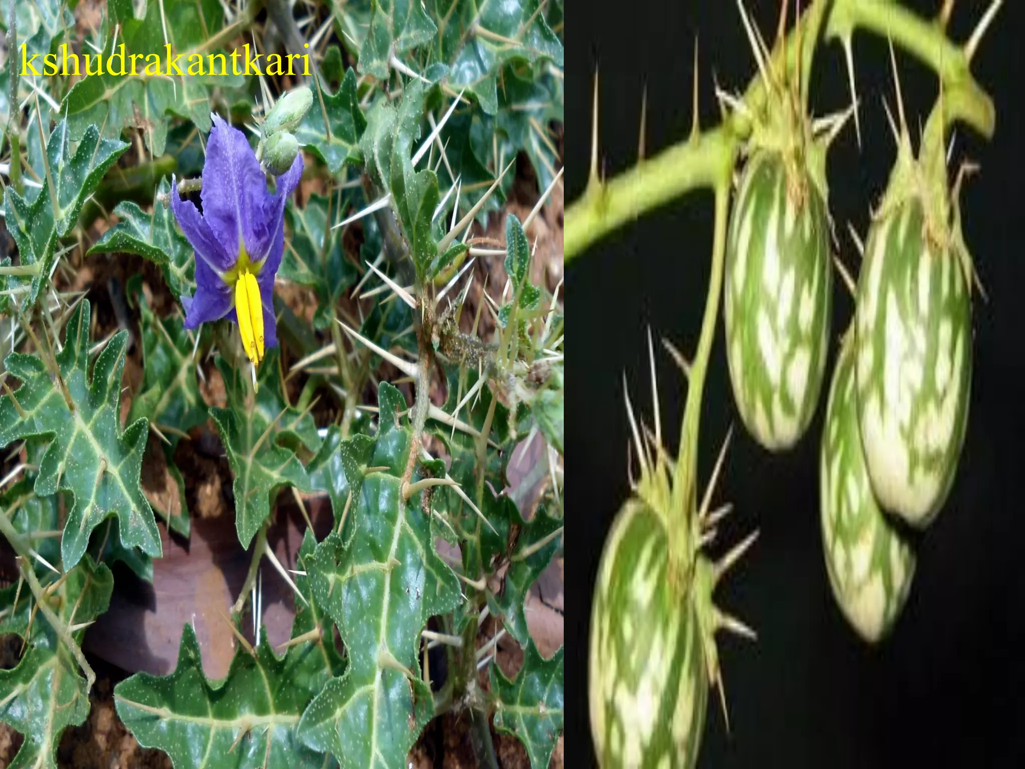 Commonly used medicinal plants and their clinical utility | PDF
