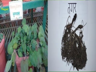 Tagar Roots Commonly used medicinal plants and their clinical utility | PDF