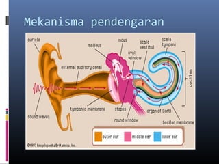 Mekanisma pendengaran
 