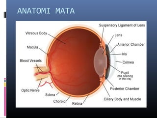 ANATOMI MATA
 