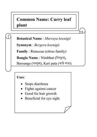 Common Name: Curry leaf
plant
Botanical Name : Murraya koenigii
Synonym : Bergera koenigii
Family : Rutaceae (citrus family)
Bangla Name : Nimbhut (িনমভু ত),
Barsunga (বারসু�া), Kari pata (কাির পাতা).
Uses:
• Stops diarrhoea
• Fights against cancer
• Good for hair growth
• Beneficial for eye sight
 