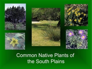 Common Native Plants of
   the South Plains
 