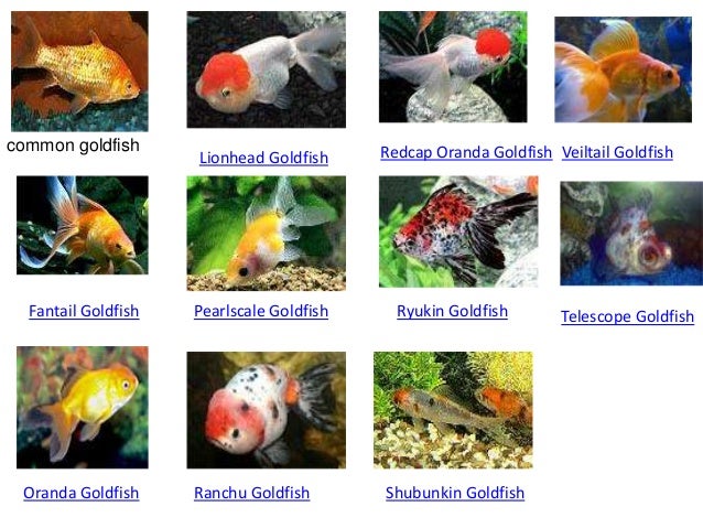 nexgard for puppies review