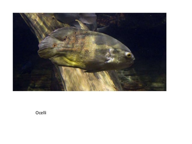 Common Egg layers in Aquarium